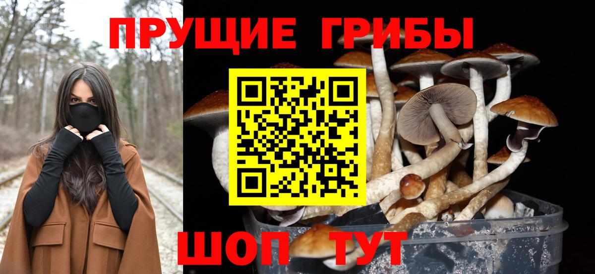 Псилоцибиновые грибы Cubensis Лысьва